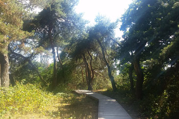 Bodenweg in der Düne