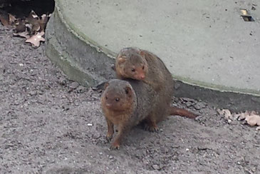Zwergmangusten im Kobeltzoo