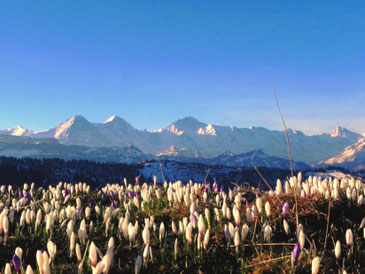 Bergfrühling mit Krokussen, Foto Jürg Wehrlin