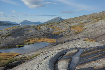 Tortenkøta
