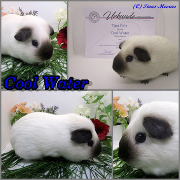 Cool Water,ein Glatthaarböckchen in weiß california schwarz. Geb:29.12.2021.Eigene Nachzucht.