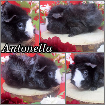 Antonella, ein Rosettenmädel in schwarz Magpie( schwarz-weiß-brindle).Geb: 23.11.2021.Eigene Nachzucht.