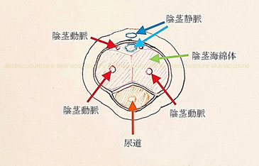 陰茎の断面図