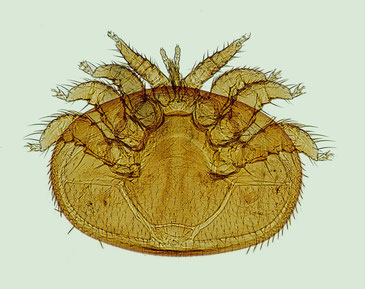 Die Varroamilbe (Varroa destructor) ist ca. 1,1 mm lang und 1,6 mm breit