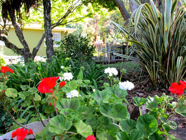 red & white geranium in shady garden