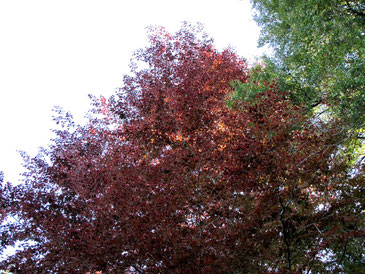 European Beech Tree