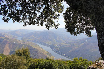 Blick vom Hügel hinunter ins Douro-Tal, rechts begrenzt ein Baum das Bild, unten sieht man den Fluss, wie er sich durch die grünen, von Weinreben bedeckten Hügel schlängeln