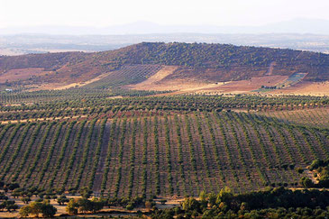 Weinberge im Alentejo ©My own Travel