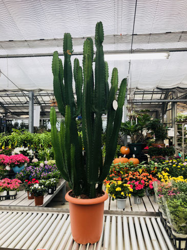 フラワー・花・花屋・flower・Flower・FLOWER・フラワーレッスン・FlowerLesson・お花教室・京都・書き方セラピー・話し方教室・資格・趣味