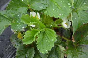 イチゴの花