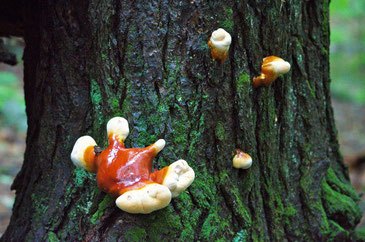 Hemlock Varnish Shelf mushrooms starting to grow on an Eastern Hemlock stump.