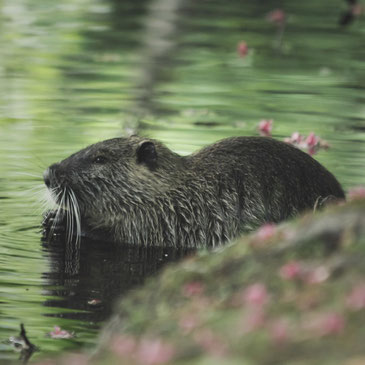 Nutria knabbert eine Möhre