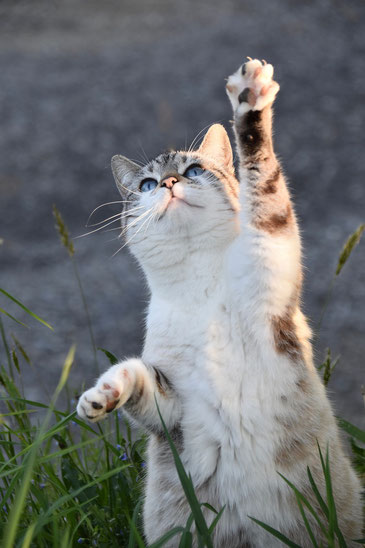 glückliche Katze | hundkatzeschmaus.ch