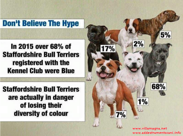 staffordshire bull terrier blue , grigio , blu