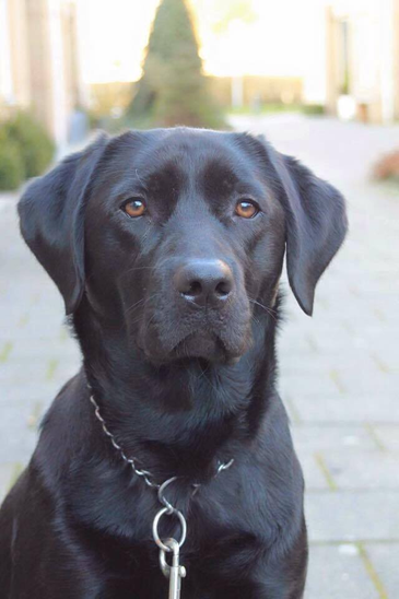 animais, cão, pet-sitting, labrador, pet-sitter, levar à rua