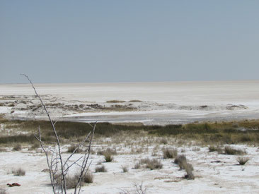 Salzpfanne in Etosha