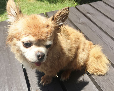 シャンプー後の愛犬