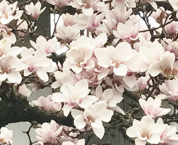 満開のモクレンの花