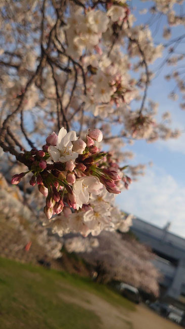 尼崎市武庫川の桜