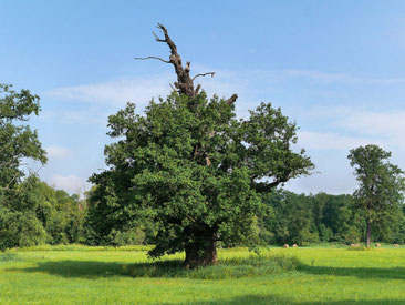 Eiche im Vockeroder Elbetal bei Vockerode