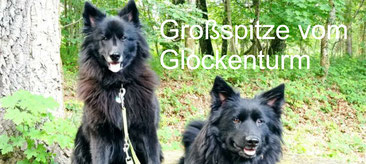 black Giant Spitz Grosspitz German Spitz breeder puppy  Glockenturm guard dog old type