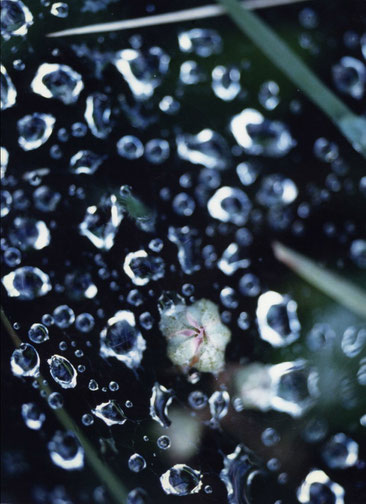 Spider web after a short summer shower; Picos de Europa, Spain.