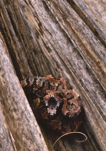 Young water moccasin; Everglades, Florida, USA.