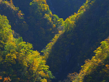 白山麓の自然1