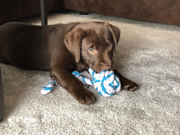 Greta, Labrador 