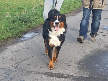 Ben, Berner Sennenhund 