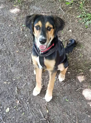 Charly, Appenzeller-Weimaraner-Beagle-Mix