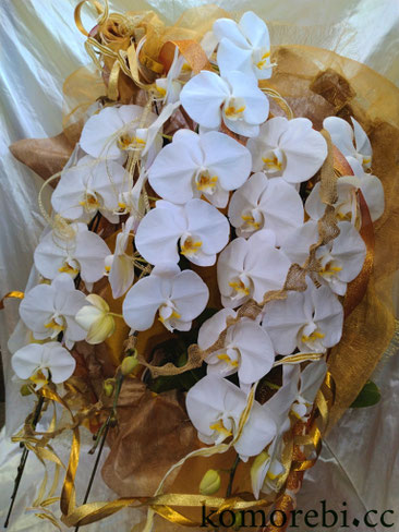  11月の胡蝶蘭￥20000