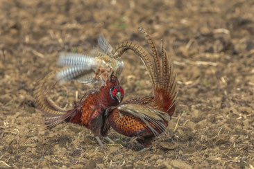 Roland Valter Natur- und Landschaftsfotografie