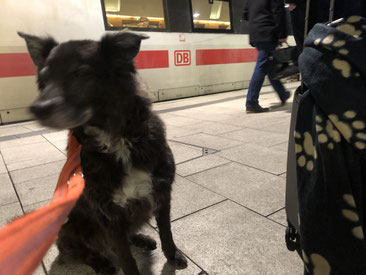 Hund vor einem Deutsche Bahn ICE am Hauptbahnhof Hamburg