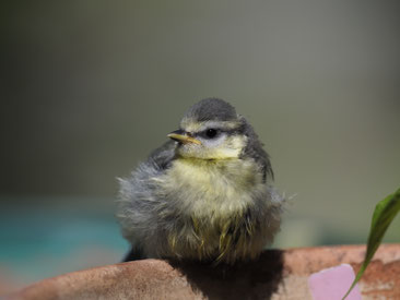 junge Blaumeise, Foto: N. Chalwatzis