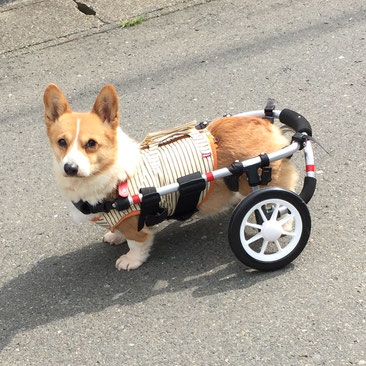 犬の車椅子　犬用車椅子　犬の車いす　犬用車いす　ドッグカート　歩行器　犬　車椅子　車いす　車イス