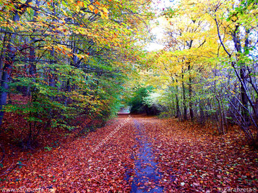Waldweg mit buntem Laub im Herbst
