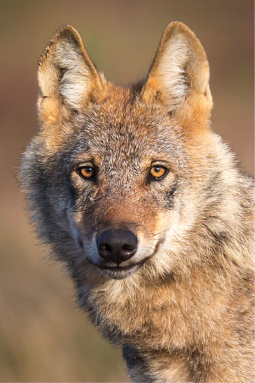 Portrait eines erwachsenen Wolfs (Foto: Jürgen Borris/NABU)
