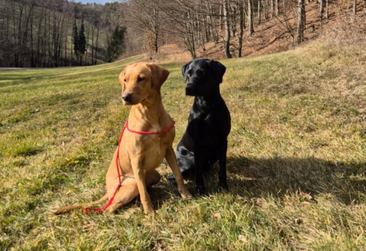 schwarze Labrador Welpen