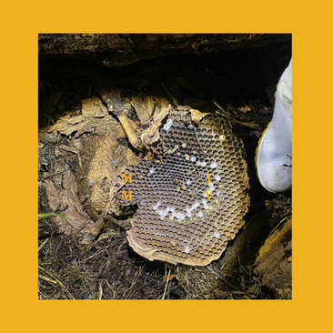 保育園の裏に大スズメバチの巣ができました！園児が帰った後に作業をしてもらえました。