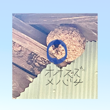 屋根裏に作った蜂の巣に大スズメバチが入っていく写真