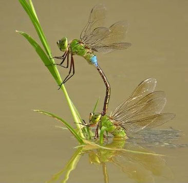 ギンヤンマは水草の水中の茎に卵を埋め込みます(上♂、下♀） 　　　ウェブ「飛ぶ宝石・トンボの世界」から転載