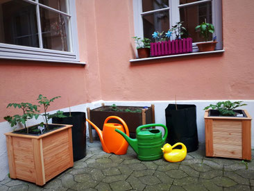 Kleine Pflanzen  wachsen langsam in der Gartenecke