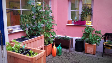 Die Gartenecke wächst und wird immer grüner