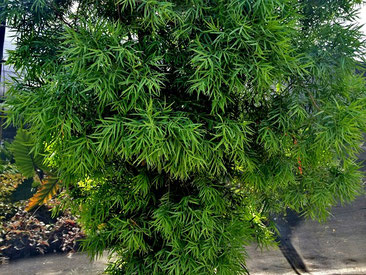 Afrocarpus gracilior - Yellowwood