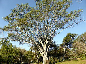 Ficus natalensis - Fico Natale - Mutuba