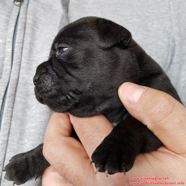 cuccioli staffordshire bull terrier