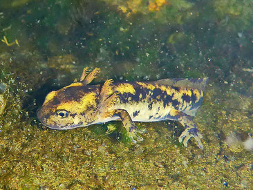 Feuersalamander-Larve. Foto: Christel Pietsch
