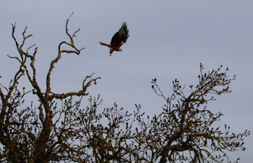 Photo décorative buse qui s'envole