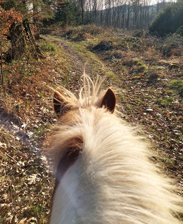 Der Blick zwischen den Ohren des Pferdes hindurch ist doch immer wieder schön. Hier gibt es zwischen Helgis fuchsfarbenen Ohren und einen verwachsenen Waldweg zu sehen